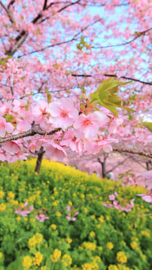 粉紅櫻花在藍天下的黃色花田上方盛開。 — 春天 壁紙