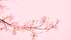 粉紅色櫻花枝條在粉彩粉紅天空下柔焦拍攝