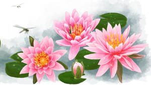 粉紅色睡蓮，蜻蜓在平靜的水面和霧氣上飛翔。 — 美學粉紅 壁紙