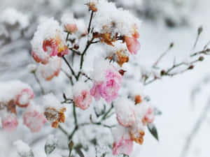 冬日花園場景中，被雪覆蓋的粉紅玫瑰。 — 冬日美學 壁紙
