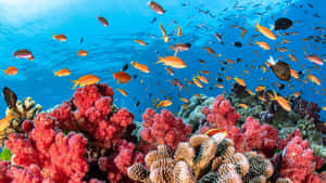 色彩繽紛的珊瑚礁，魚群在清澈的藍色水中游動。 — 海洋 壁紙