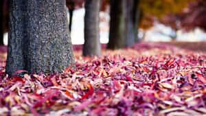 樹幹被紅色和紫色調的落葉包圍。