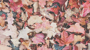 紅色、粉紅色和棕色的秋葉，帶有金色閃閃發光的亮片。