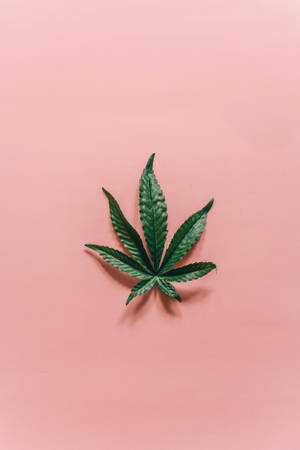 粉紅色表面上的綠色大麻葉 — 食草 壁紙