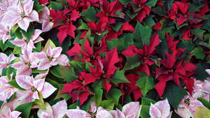 紅色和粉紅色聖誕紅花朵與綠葉的特寫。 — iMac 壁紙
