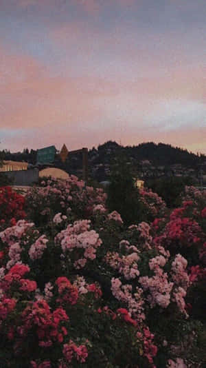 暮色中盛開的粉紅色和紅色玫瑰，背景是山丘小鎮。 — Pinterest GIF 壁紙