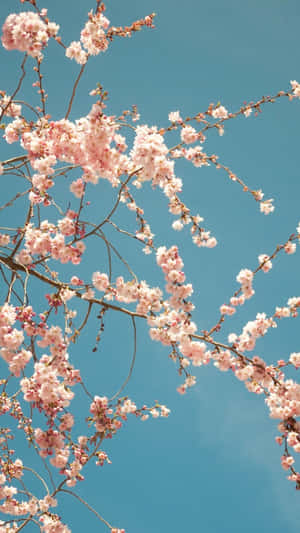 粉紅色的櫻花在樹枝上，映襯著清澈的藍天 — 花卉 iPhone 壁紙