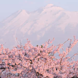 柔和光線下，積雪山前的粉紅色櫻花。 — iPad 壁紙