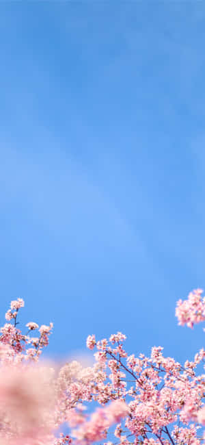 粉紅色的櫻花在晴朗的藍天下於春天盛開。 — 藍天 壁紙