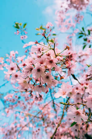 粉紅色的櫻花在春天清澈的藍天下盛開。 — 小米Mix 壁紙