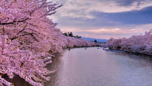櫻花在暮色中框住一條有獨木舟的河流。 — 春天 壁紙