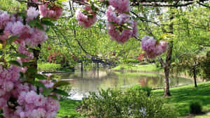 粉紅色的櫻花垂掛在一個陽光明媚的日子裡，綠色公園中平靜的池塘上方。 — 春天 壁紙