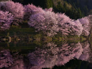 粉紅色的櫻花樹倒映在平靜的湖面上，周圍環繞著綠色森林。 — 美麗花朵 壁紙