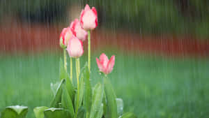 雨中的粉紅色鬱金香，花瓣和葉片上有水滴 — 春天 壁紙