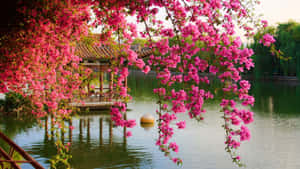 中國背景 — 中文 壁紙