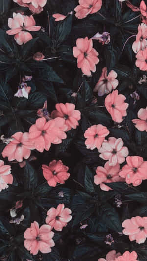 花園中深綠色葉子上帶有露珠的粉紅色花朵。