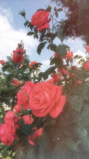在藍天白雲下，盛開的紅玫瑰與綠葉。 — Tumblr 文青風格 壁紙