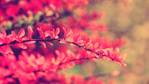 粉紅色花枝在暖色背景中柔焦