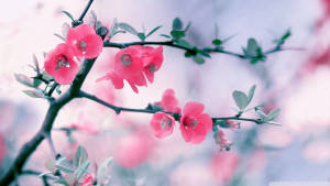 粉紅色花朵在樹枝上綻放，背景柔和模糊。