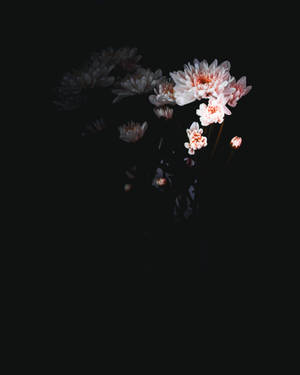 粉紅與白色菊花在黑色背景上發光。