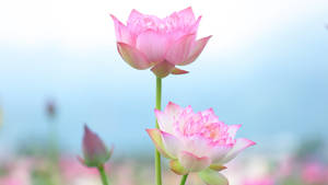 在寧靜的水花園中盛開的兩朵粉紅色蓮花。 — 蓮花 壁紙