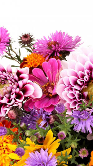 白色背景上色彩繽紛的新鮮花朵，帶有綠色莖幹。 — iPhone 粉紅美學 壁紙
