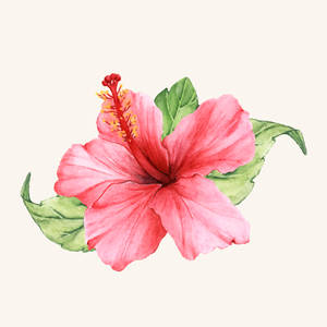 一朵以水彩風格繪製的粉紅色木芙蓉花，帶有綠色葉子。