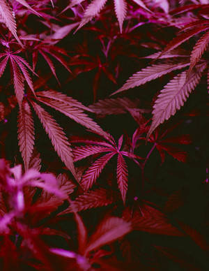 在黑暗背景下發光的洋紅色大麻葉特寫。