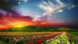 一排排紅、白、黃色的玫瑰在戲劇性的夕陽天空下向起伏的綠色山丘延伸。 — 日落 壁紙
