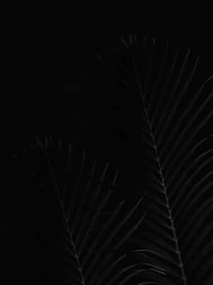 兩片棕櫚葉在黑色背景上以剪影呈現，光線柔和。