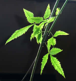 特寫：深色背景下的綠色植物，葉片邊緣呈鋸齒狀。