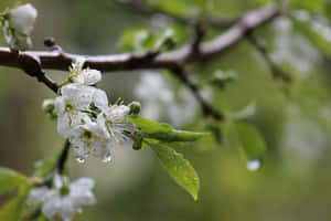 綠色森林環境中，樹枝上帶有水珠的白色花朵。 — 春天 壁紙