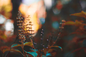 秋季花朵特寫，帶有青綠色葉子和金色散景背景 — 植物 壁紙