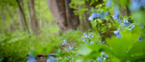 在茂密的綠色森林中生長的藍鈴花。 — 2560x1080 壁紙