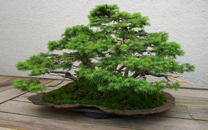 一棵帶有苔蘚的盆景樹，放在木盆裡，位於甲板上。 — 植物 壁紙