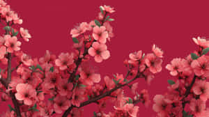 深色樹枝上的粉紅色櫻花，背景為深紅色 — 淺粉紅色美學動圖 壁紙