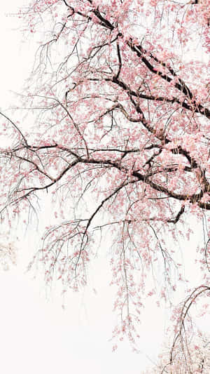 粉紅色櫻花掛喺深色樹枝上，背景係淡色天空。 — 花卉 iPhone 壁紙