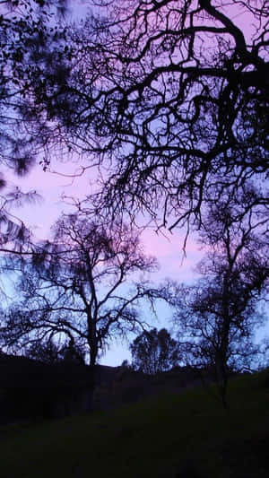 山丘上紫色粉紅色暮色天空襯托下的樹木剪影 — 深紫色美學 GIF 壁紙