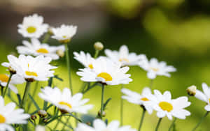 白色雛菊帶黃色花心在陽光明媚的花園中盛開。