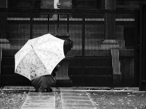 人蹲喺花雨遮下，近濕石路同木門。