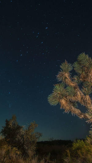 星空沙漠之夜，約書亞樹剪影映襯深靛藍色天空