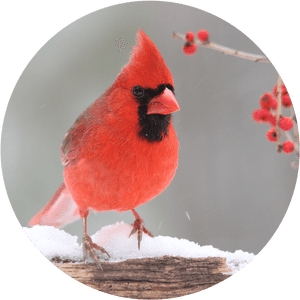紅 cardinal 鳥在雪地中