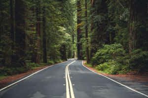 蜿蜒的道路穿過鬱鬱蔥蔥的綠色森林，樹木高大，光線柔和。