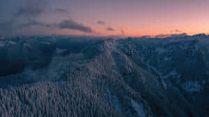 被松樹覆蓋的積雪山脈，黃昏時分粉紫色天空。