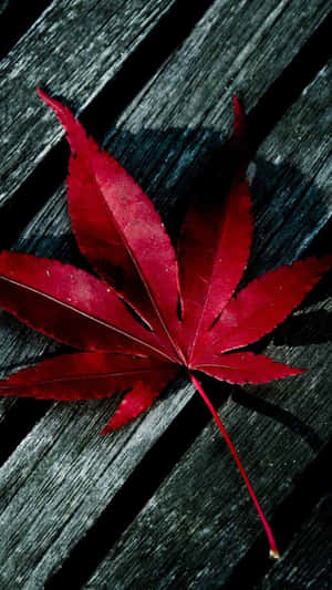 深色木板上的一片亮紅楓葉。