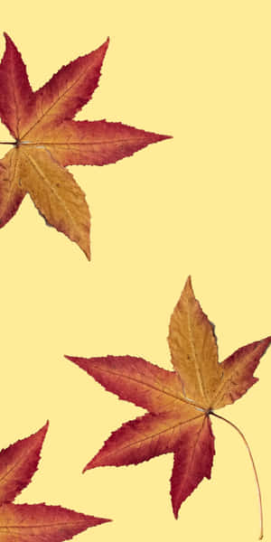 三片秋日楓葉，紅色和金色，在黃色背景上。