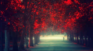 一個孤獨的人穿過霧氣瀰漫的公園中紅色秋樹形成的隧道。