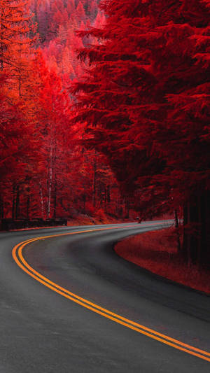 日落時分穿過紅色森林的蜿蜒道路