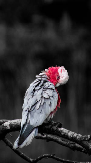 一隻紅白鳳頭鸚鵡棲息在黑白森林的樹枝上。 — 鳥 壁紙