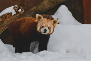 雪地棲息地中的小熊貓與圓木